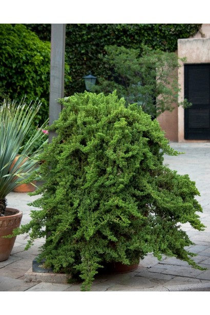 Ялівець лежачий Нана на штамбі 